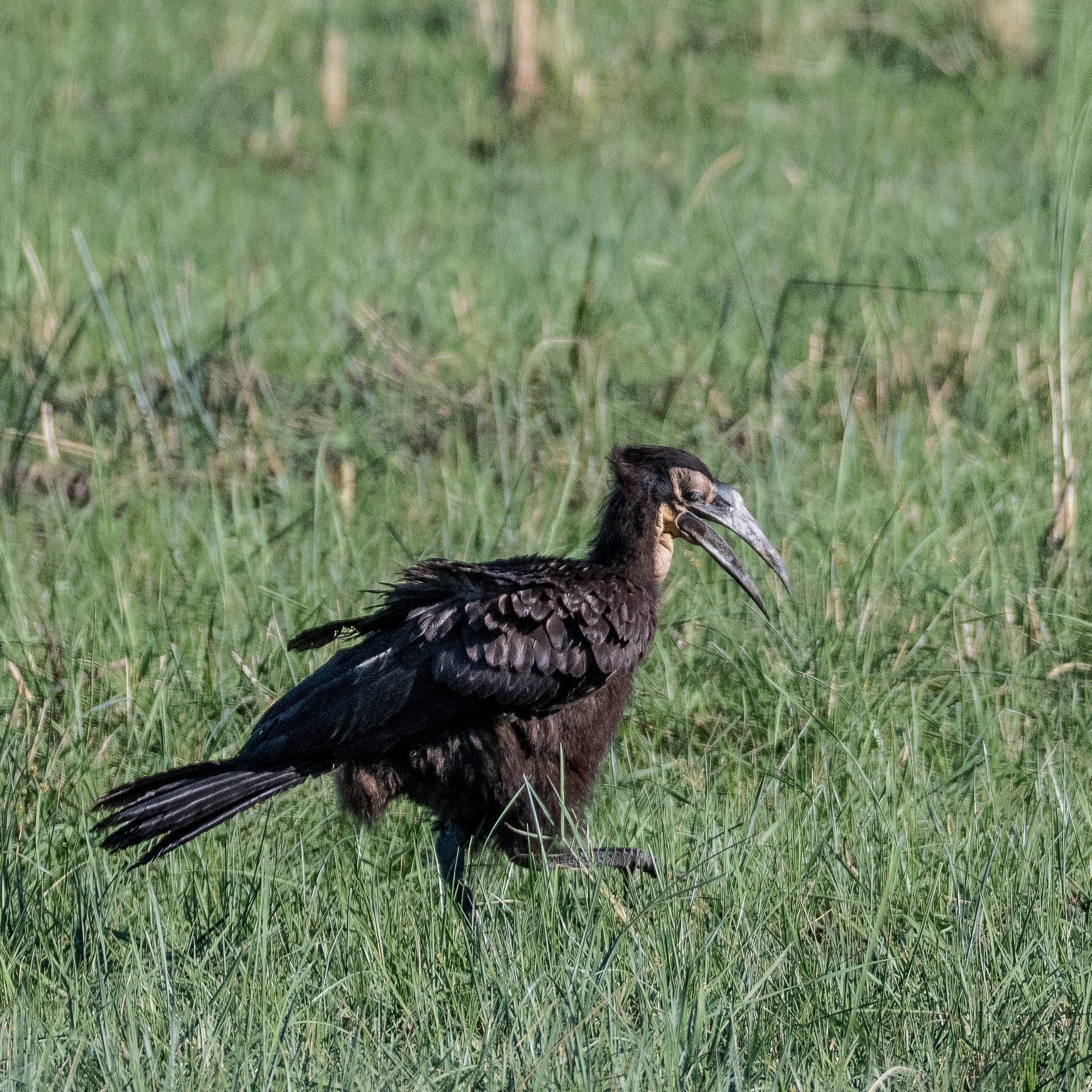 Bucorve du Sud (Southern ground-hornbill, Bucorvus leadbeateri), immature, Shinde, Delta de l'Okavango, Botswana.